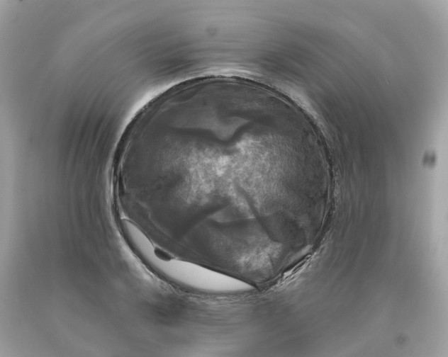 X0000091481032200709061834