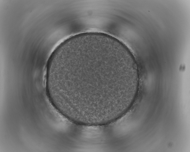 X0000091481126200709061833