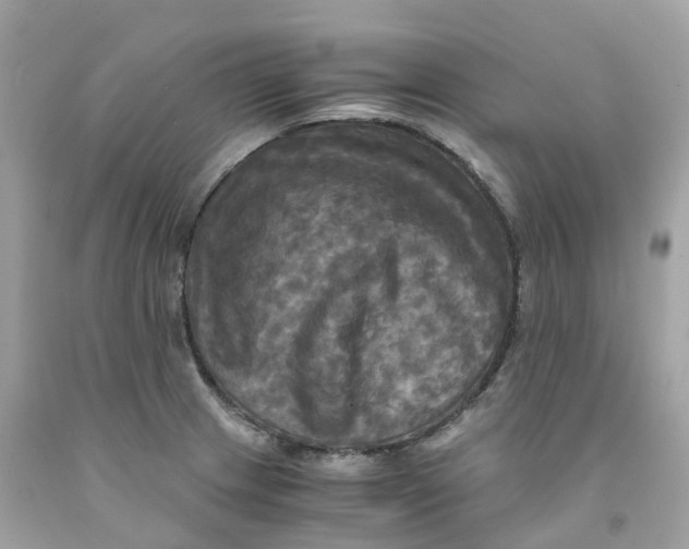 X0000091481233200709061832