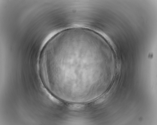 X0000091481294200709061831