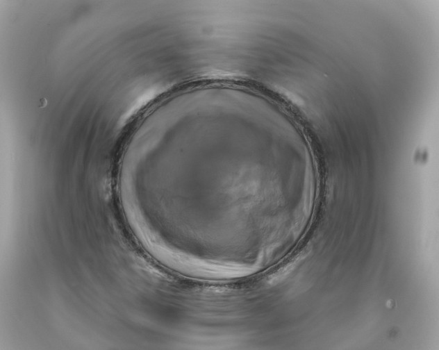 X0000091481306200709061830