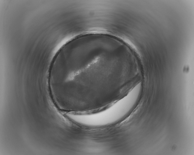 X0000091481325200709061830