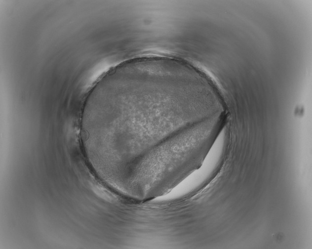 X0000091481355200709061830