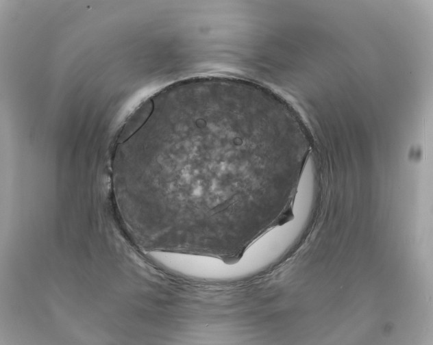 X0000091481363200709061830