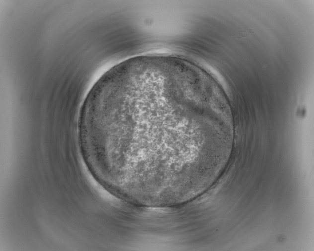 X0000091481483200709061828