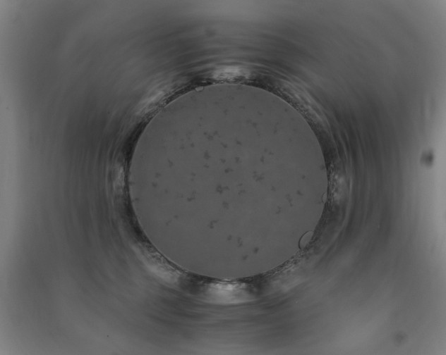 X0000091490375200708161443