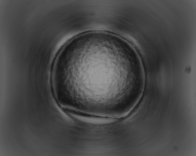 X0000091491424200708301926