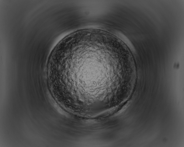 X0000091491436200708301926