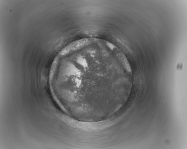 X0000091490030200709061910