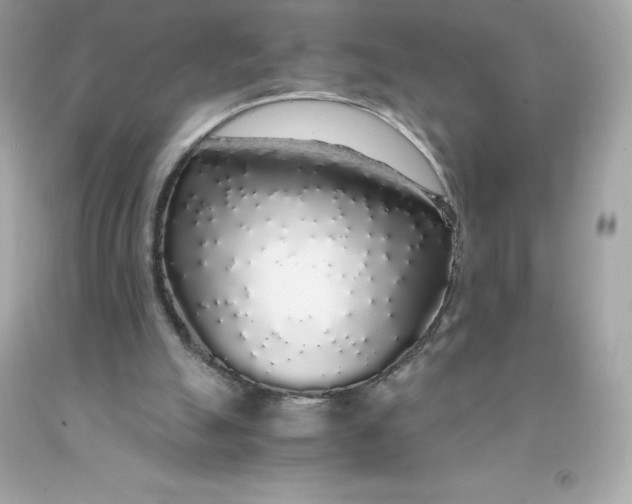 X0000091490055200709061910