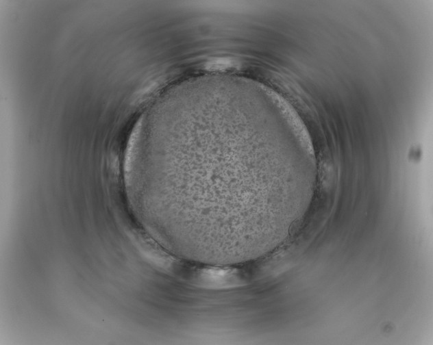 X0000091490375200709061906