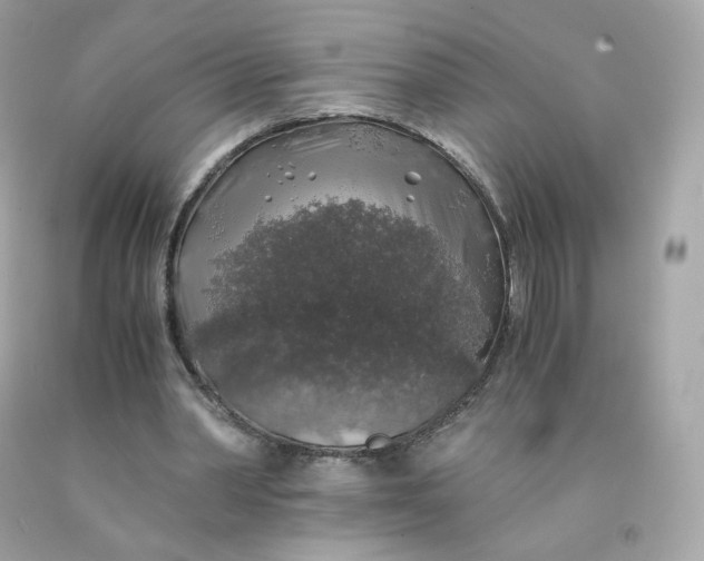 X0000091490390200709061905