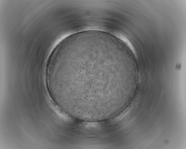 X0000091491043200709061856