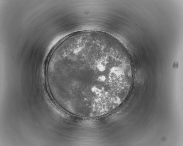 X0000091491078200709061855