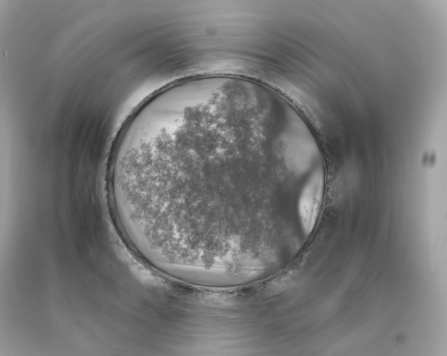 X0000091491086200709061855