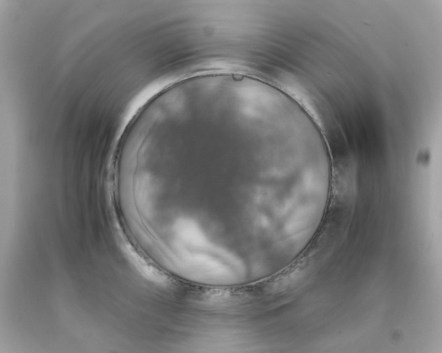 X0000091491098200709061855