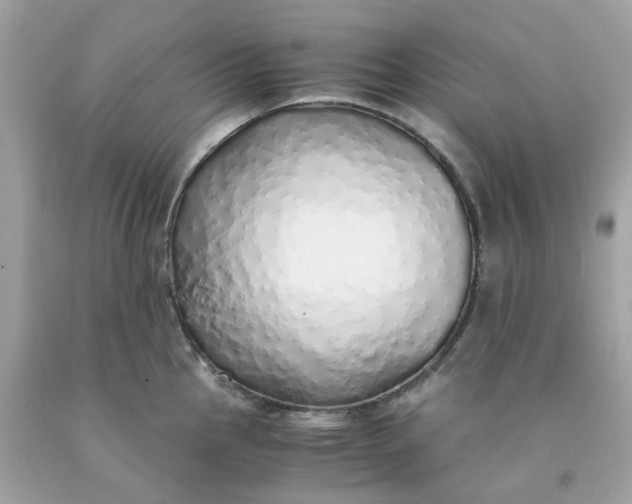 X0000091491145200709061855