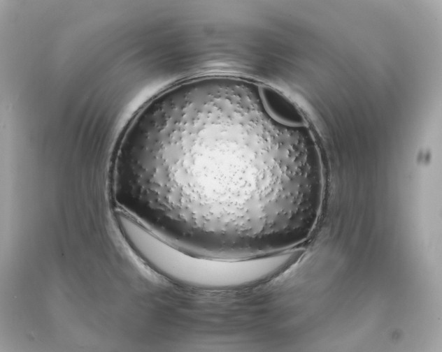 X0000091491333200709061852