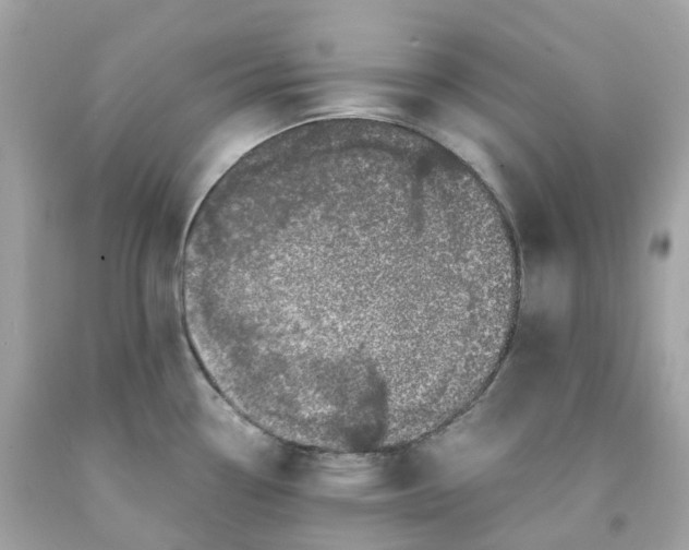 X0000091491338200709061852