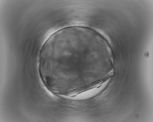 X0000091491383200709061851