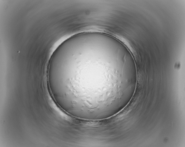 X0000091491387200709061851