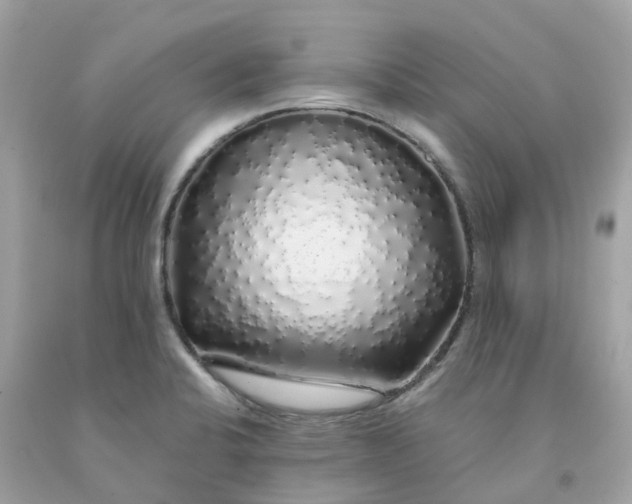 X0000091491424200709061851