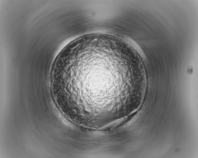 X0000091491436200709061851