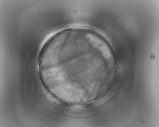 X0000091491462200709061850