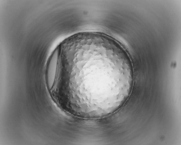 X0000091491472200709061850