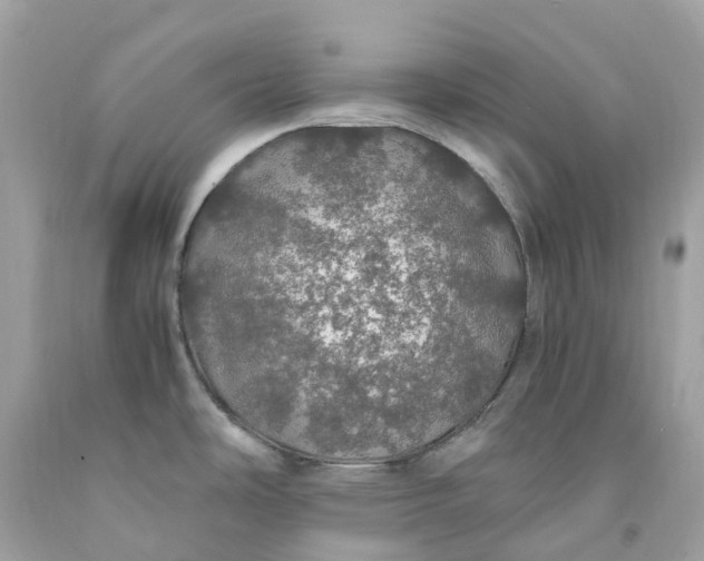 X0000091491486200709061850