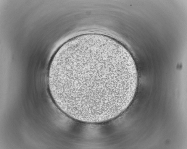 X0000091491514200709061850