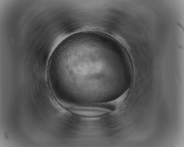 X0000091501296200708231436
