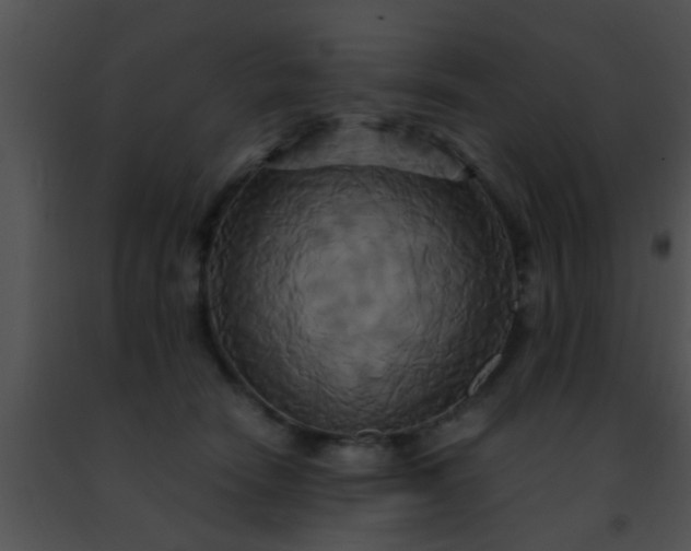 X0000091500466200708302002