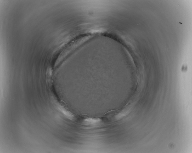 X0000091500480200709061926