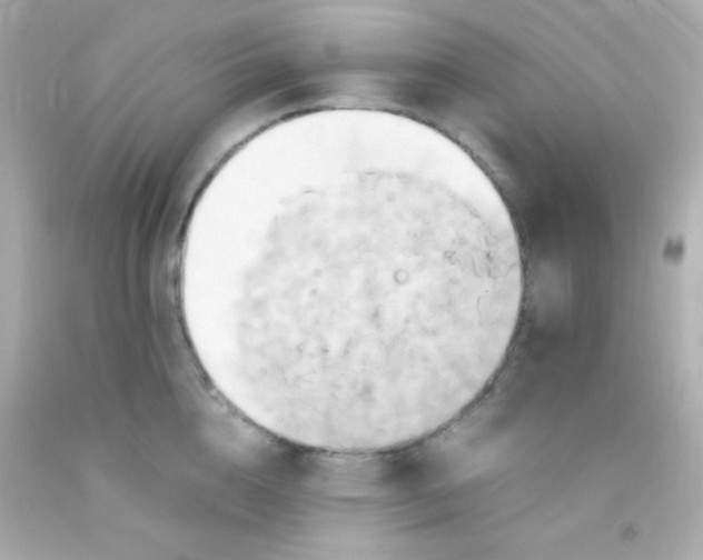 X0000091500856200709061921