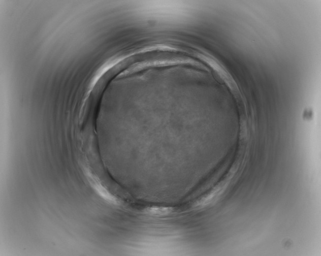 X0000091500858200709061921