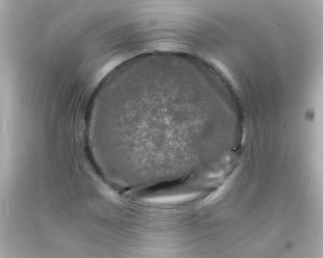 X0000091501065200709061918