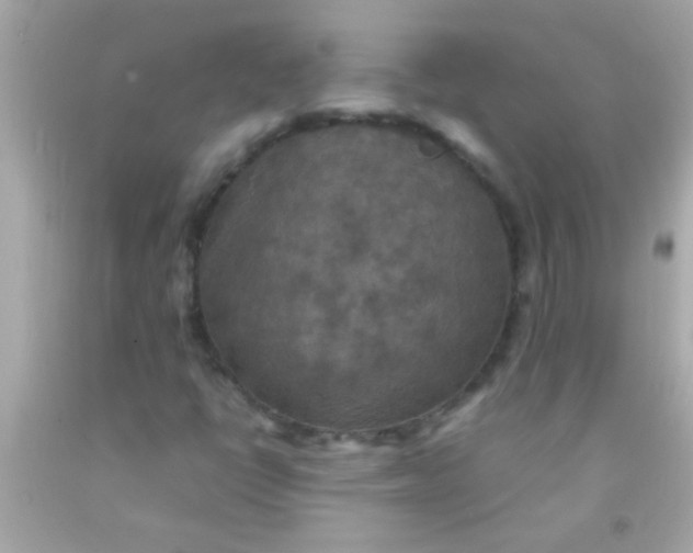 X0000091501398200709061913