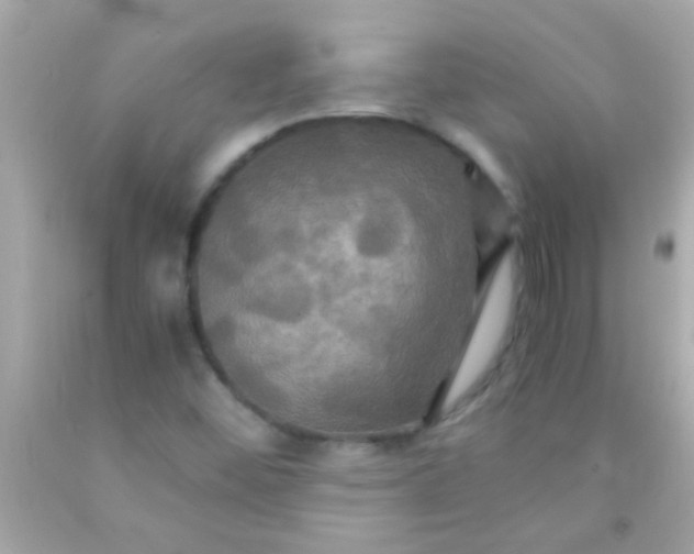 X0000091501452200709061913