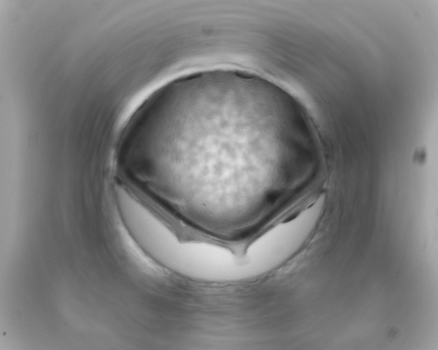 X0000091501524200709061912