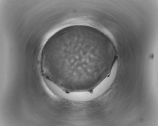 X0000091501528200709061912