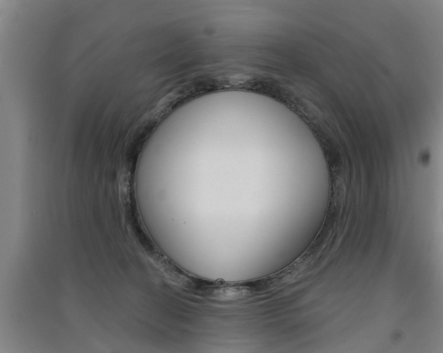 X0000091510274200708170955