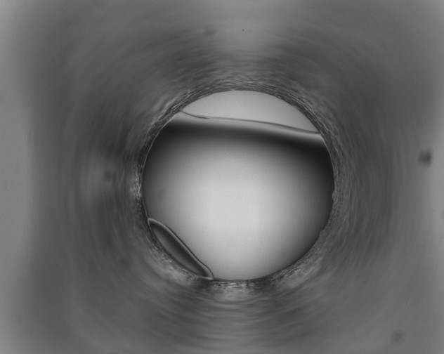 X0000091510384200708170954