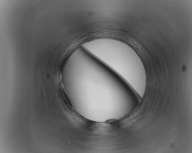 X0000091510429200708170953