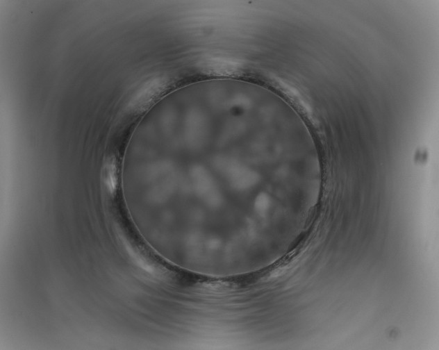 X0000091510069200708171204