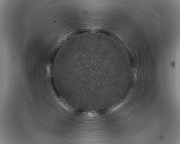X0000091510286200708171202