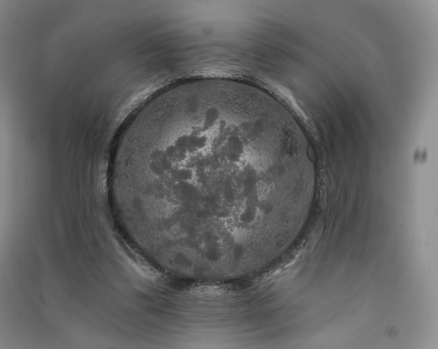 X0000091510299200708171201