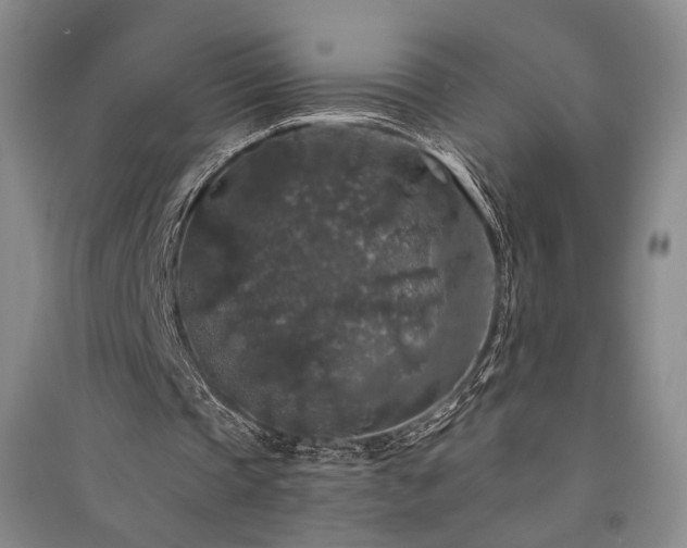 X0000091510337200708171200