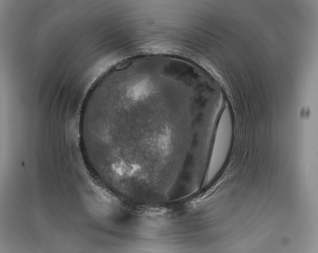 X0000091510438200708171159