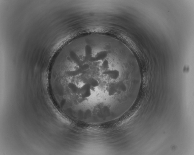 X0000091510725200708171155